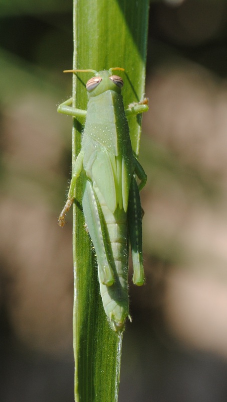 Ninfa di Anacridium aegyptium